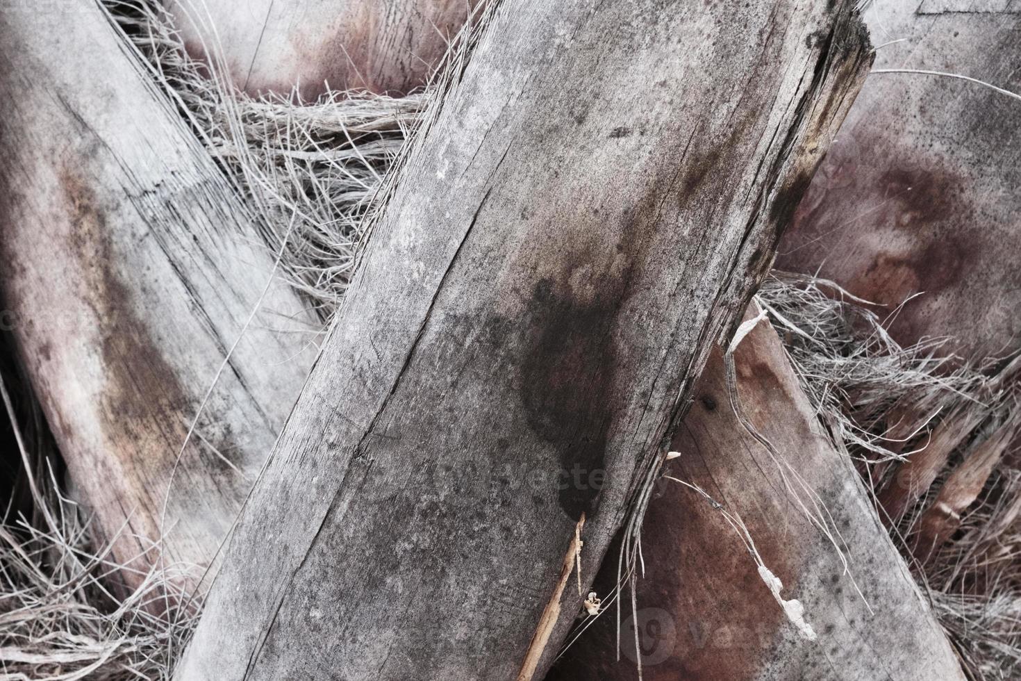 Palm tree closeup texture and pattern, tropic palm tree trunk, textured tree bark surface, natural background. photo