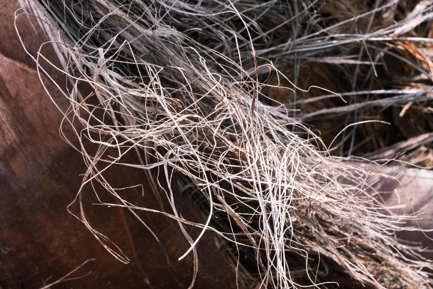 Closeup of a brown palm tree trunk, organic texture and pattern, textured tree bark surface, natural background. photo