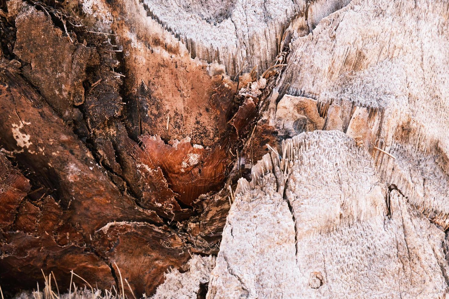 Tropical palm tree brown bark texture, closeup, natural background, the rough surface of the exotic palm trunk. photo