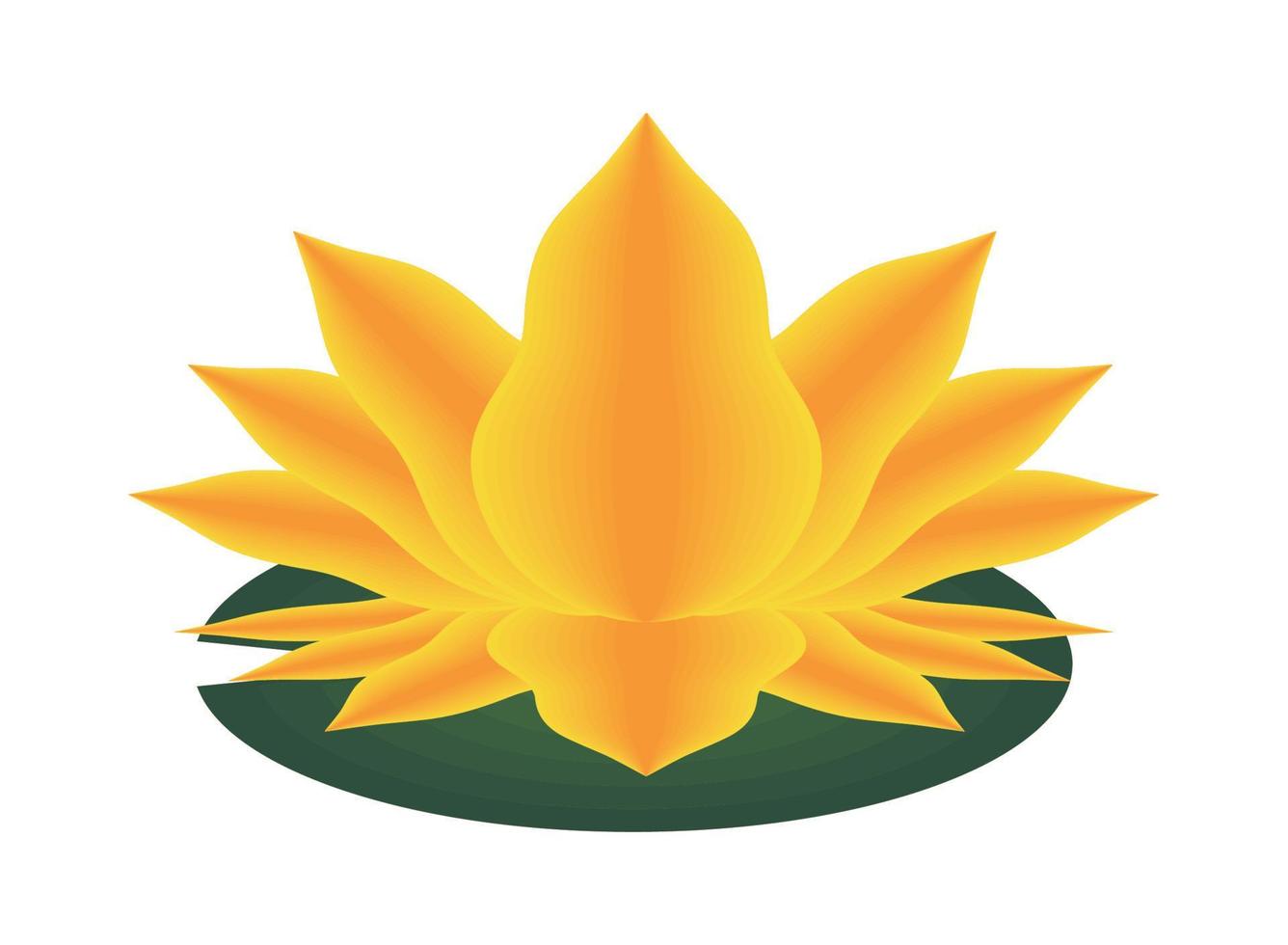 lotus flower in leaves vector