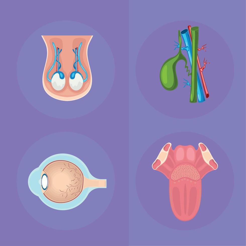 set of human internal organs vector