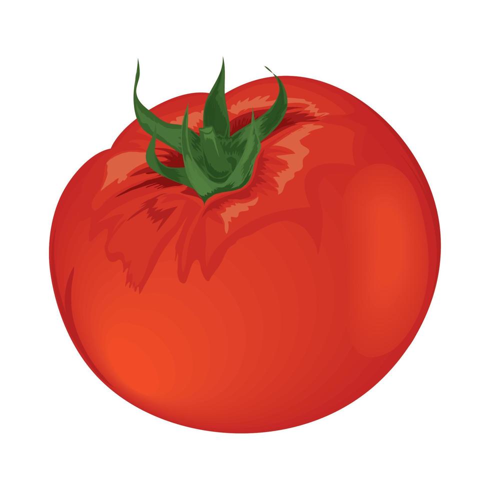 tomato vegetable icon vector