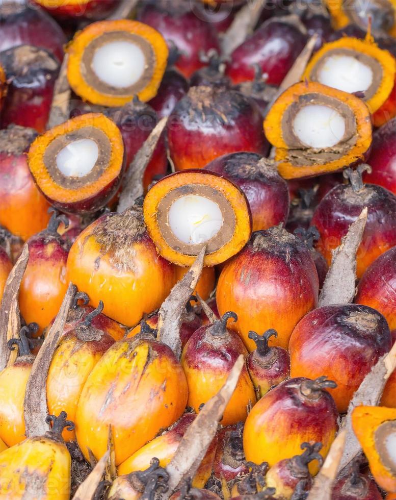 Palm Oil Fruits photo