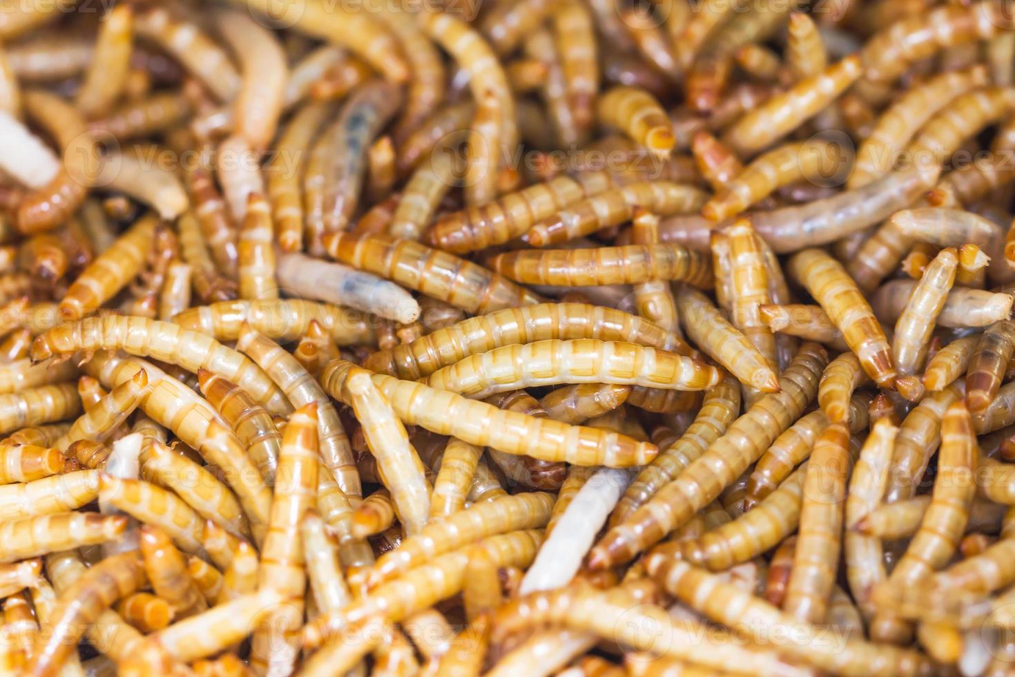 close up Meal worms photo