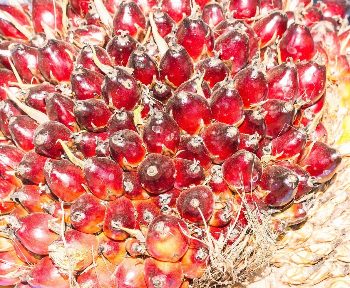 Palm Oil Fruits photo