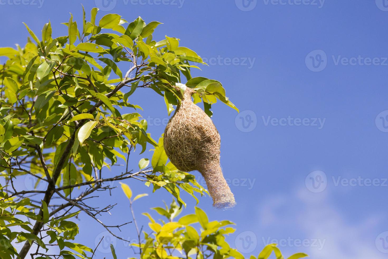 rama de nido de pájaro tejedor de baya en el árbol foto