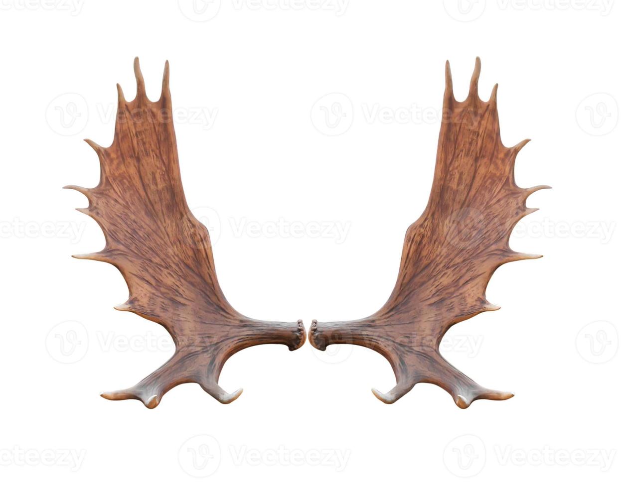 Large elk isolated photo