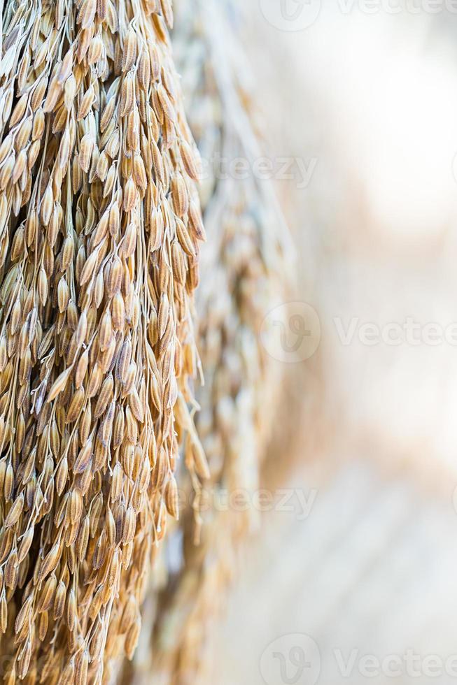 Dry paddy rice seeds photo