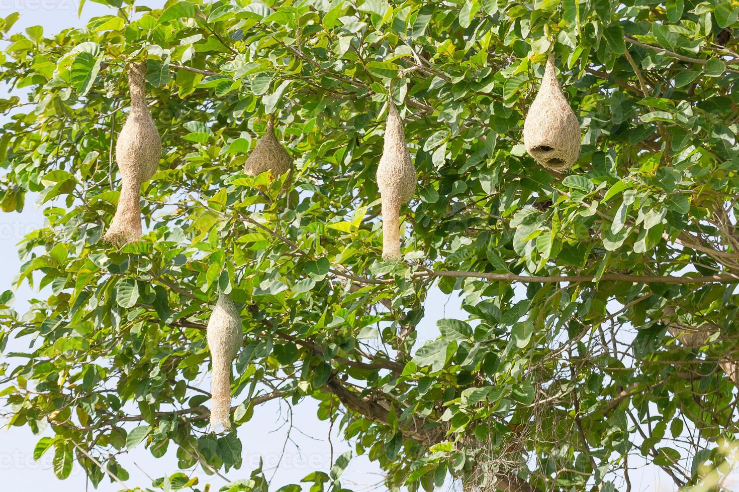 Baya weaver bird nest photo