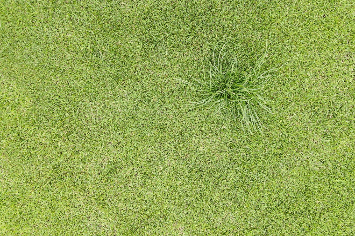Topview Green grass on the field photo