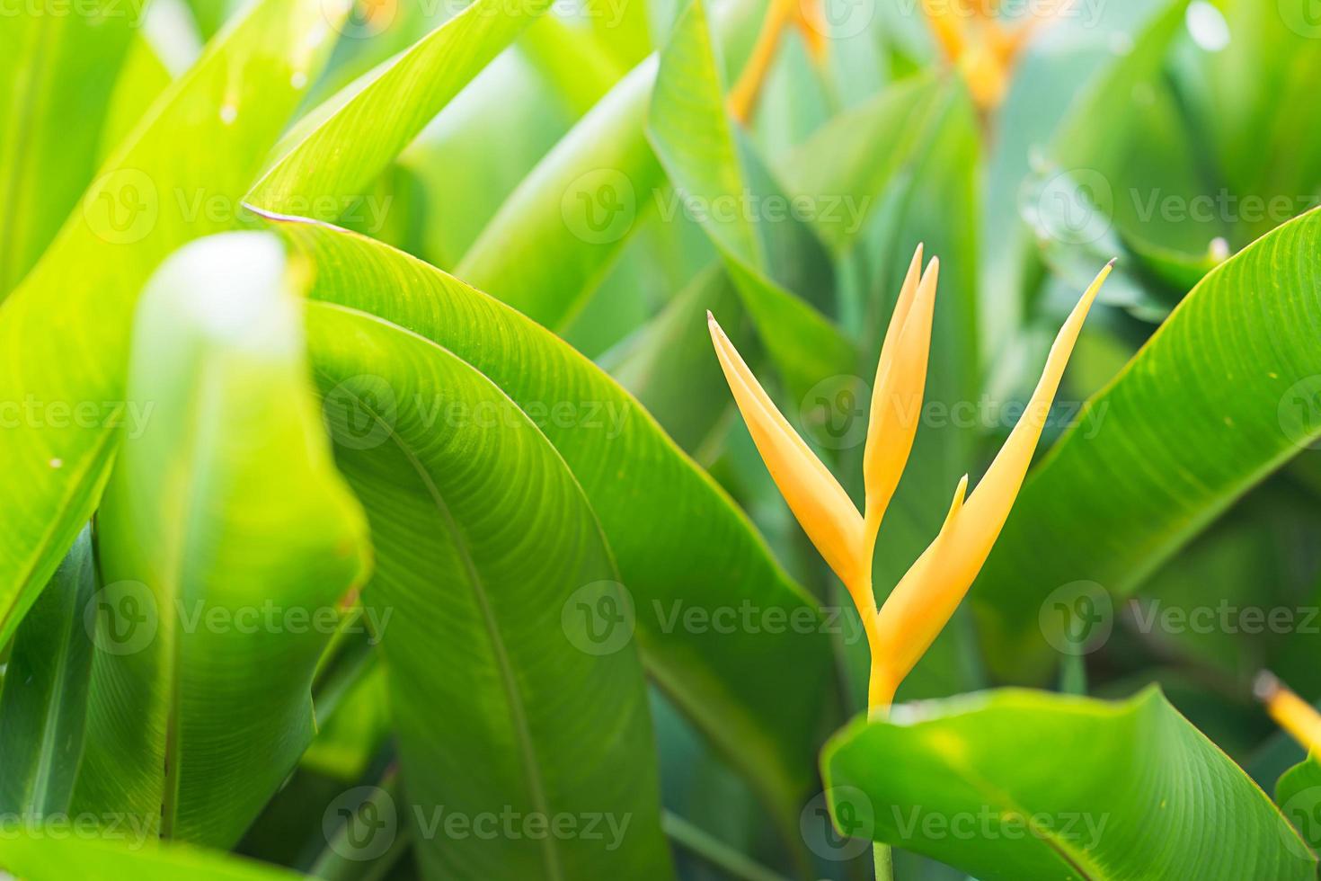 Bird of paradise flower photo