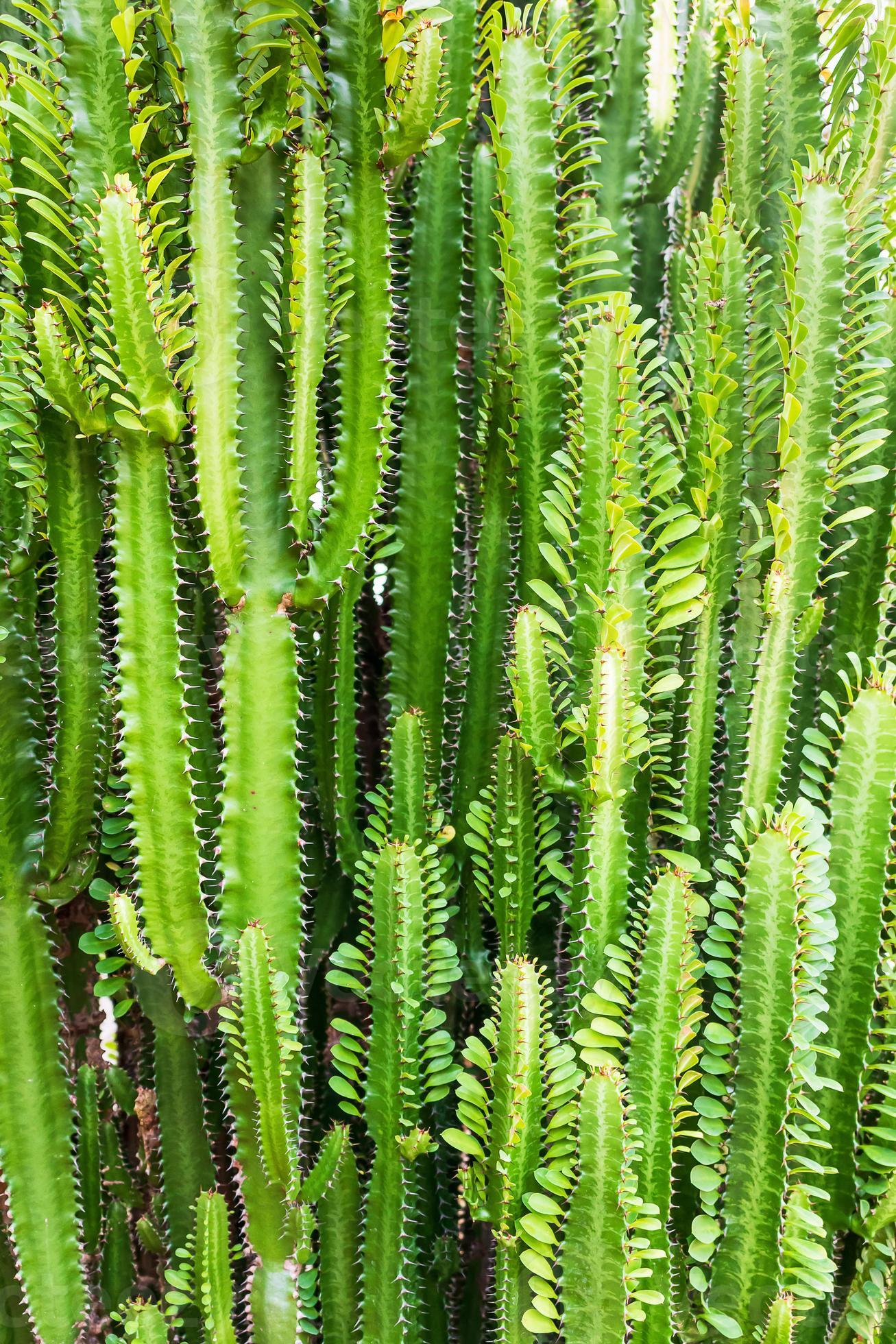 Fresh Candelabra Cactus trees 10968749 Stock Photo at Vecteezy