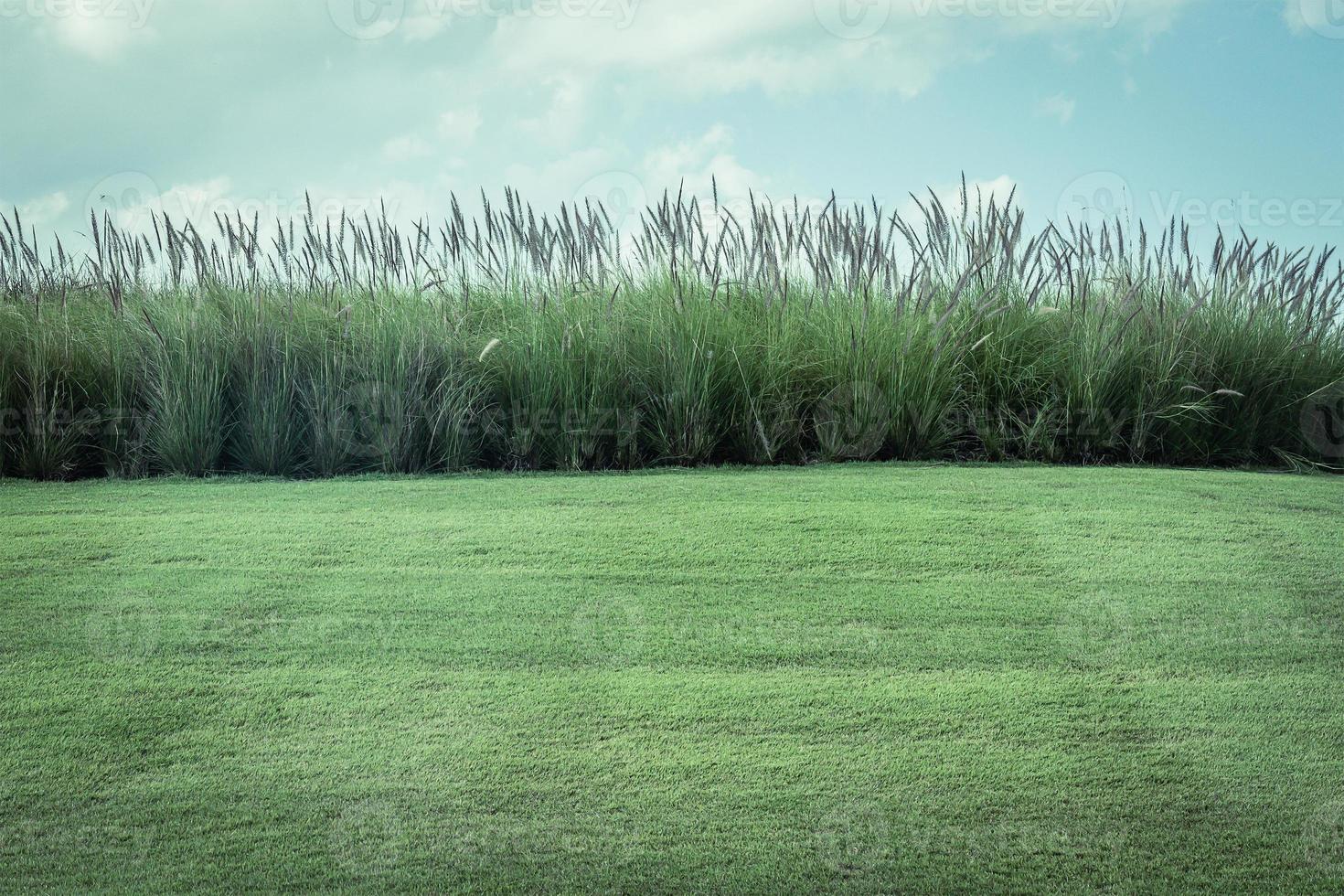 imperata cylindrica beauv con campo de hierba foto