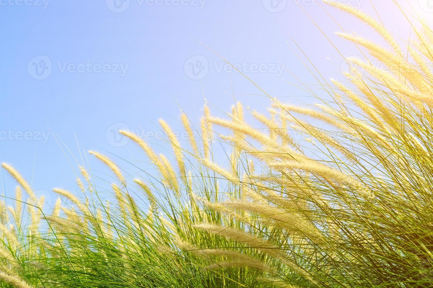 Fourtain grass in nature agent blue sky photo