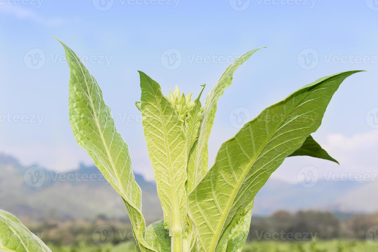 Close up Nicotiana tabacum photo