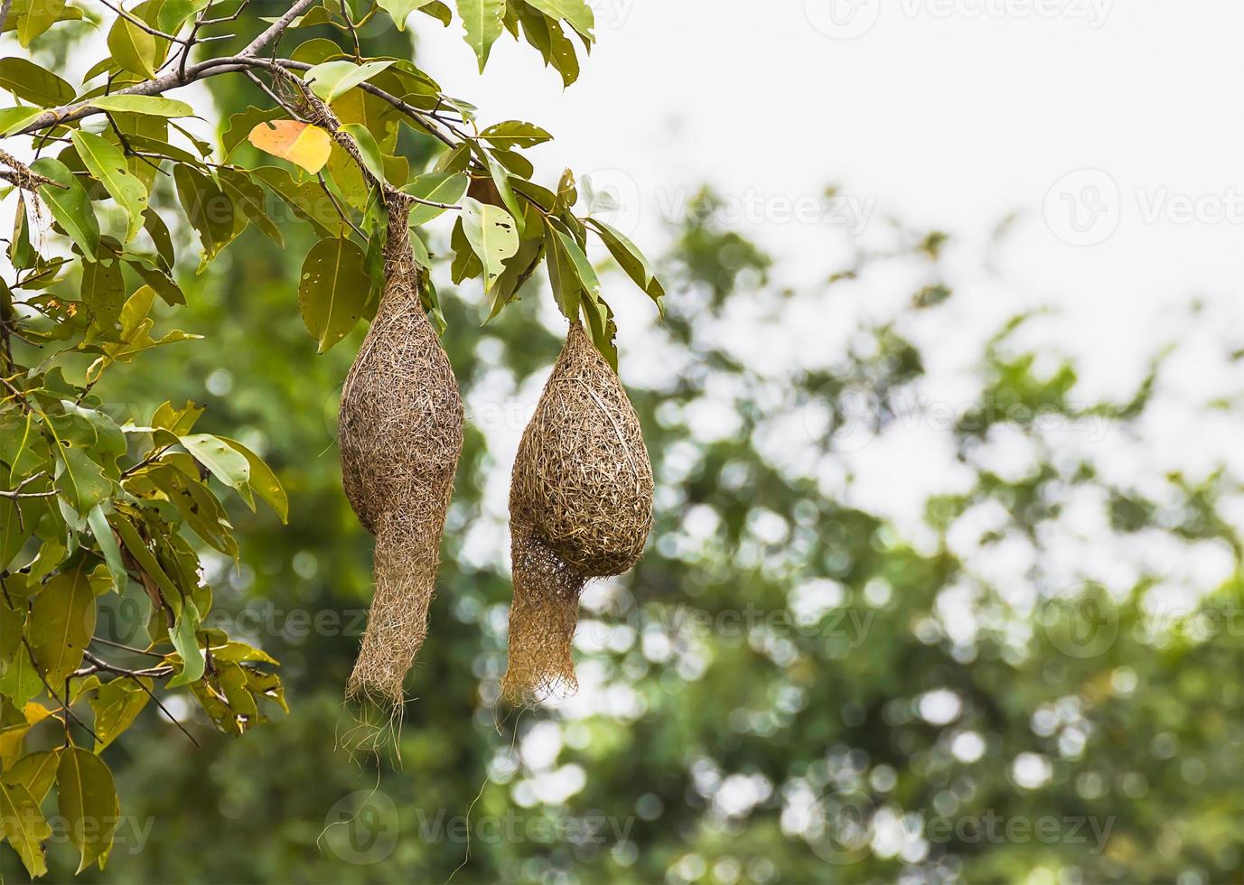 Baya weaver bird nest photo