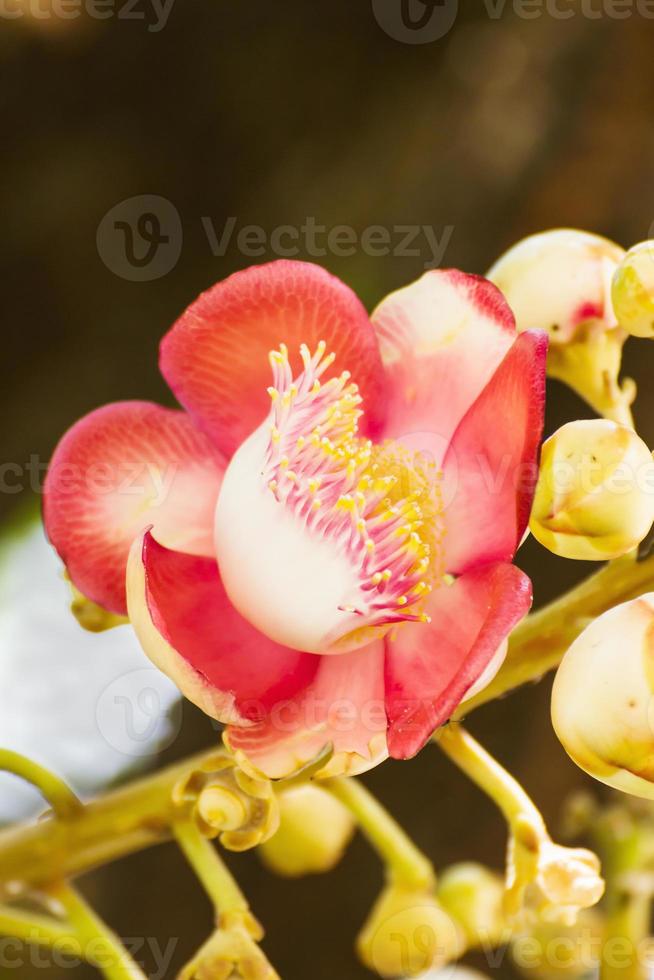 Shorea Robus flowers photo