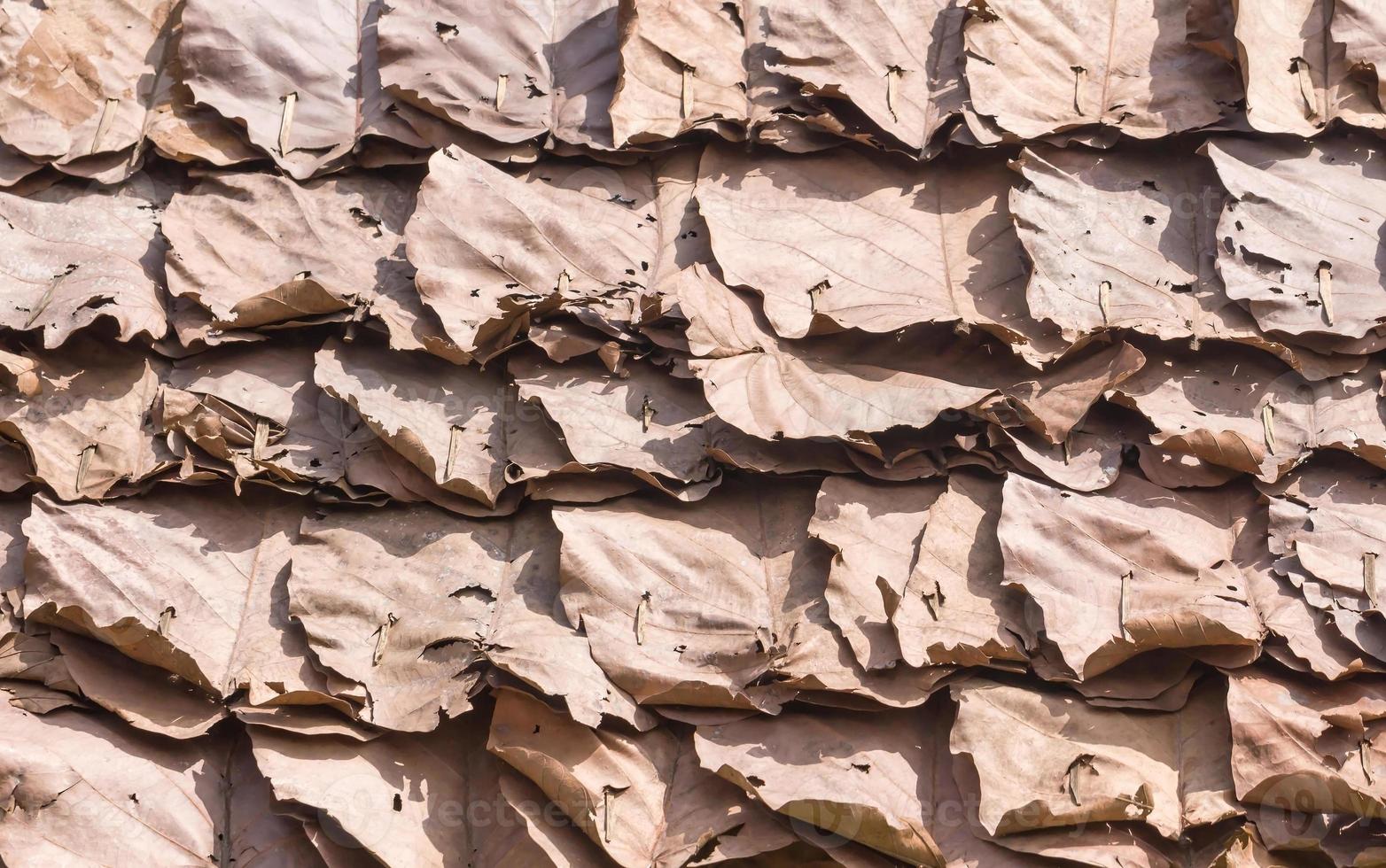 Dry leaf pattern photo