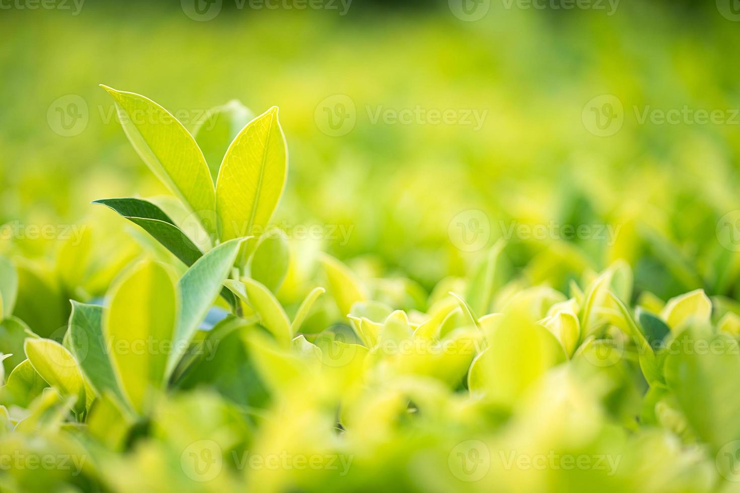 Close up green leaf in plantation photo