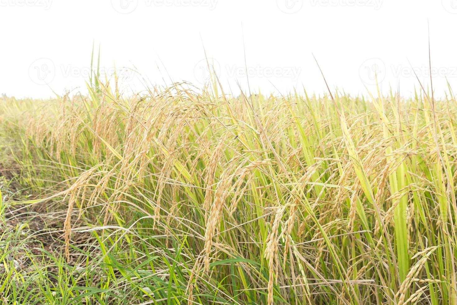 Close up rice fields photo