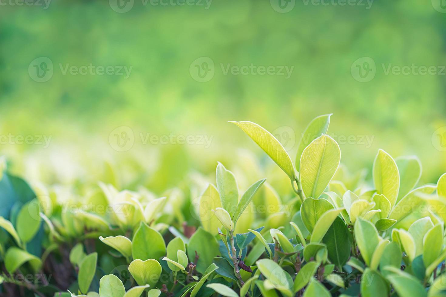 cerrar la hoja verde en la plantación foto