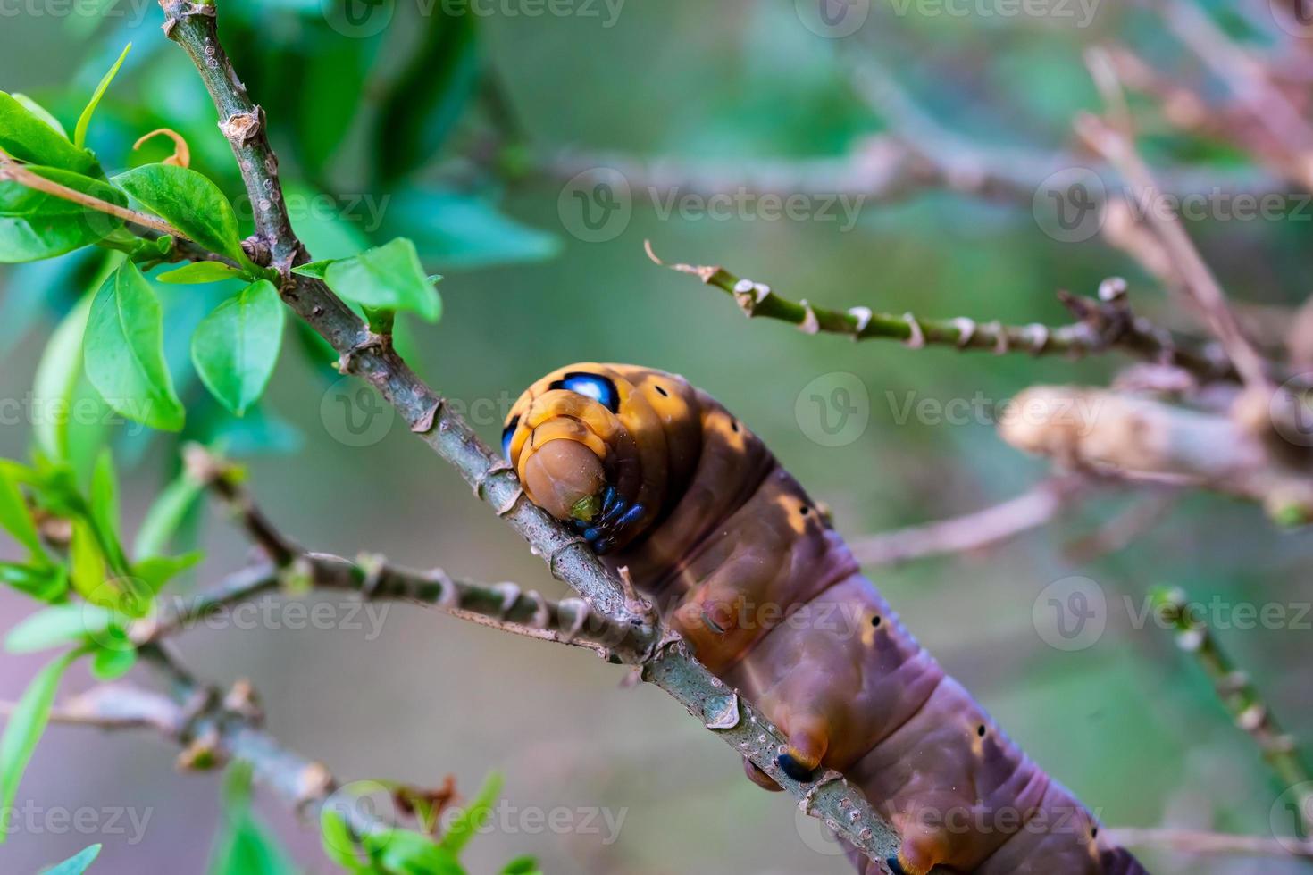 Caterpillars is creeping on tree photo