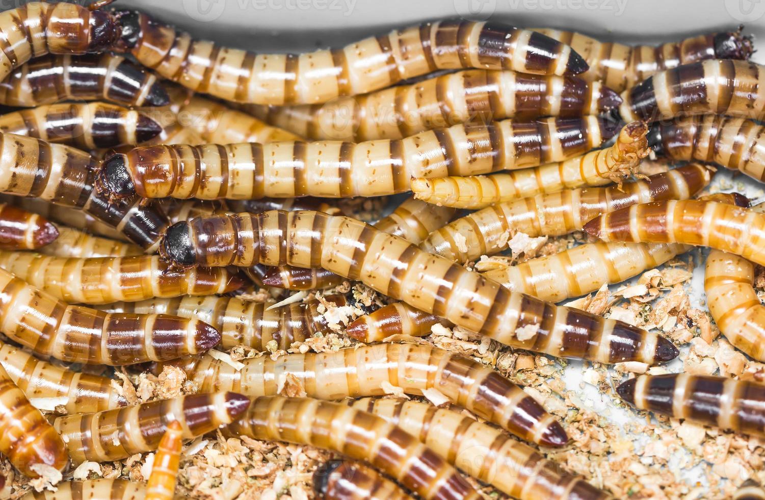 close up Meal worms photo