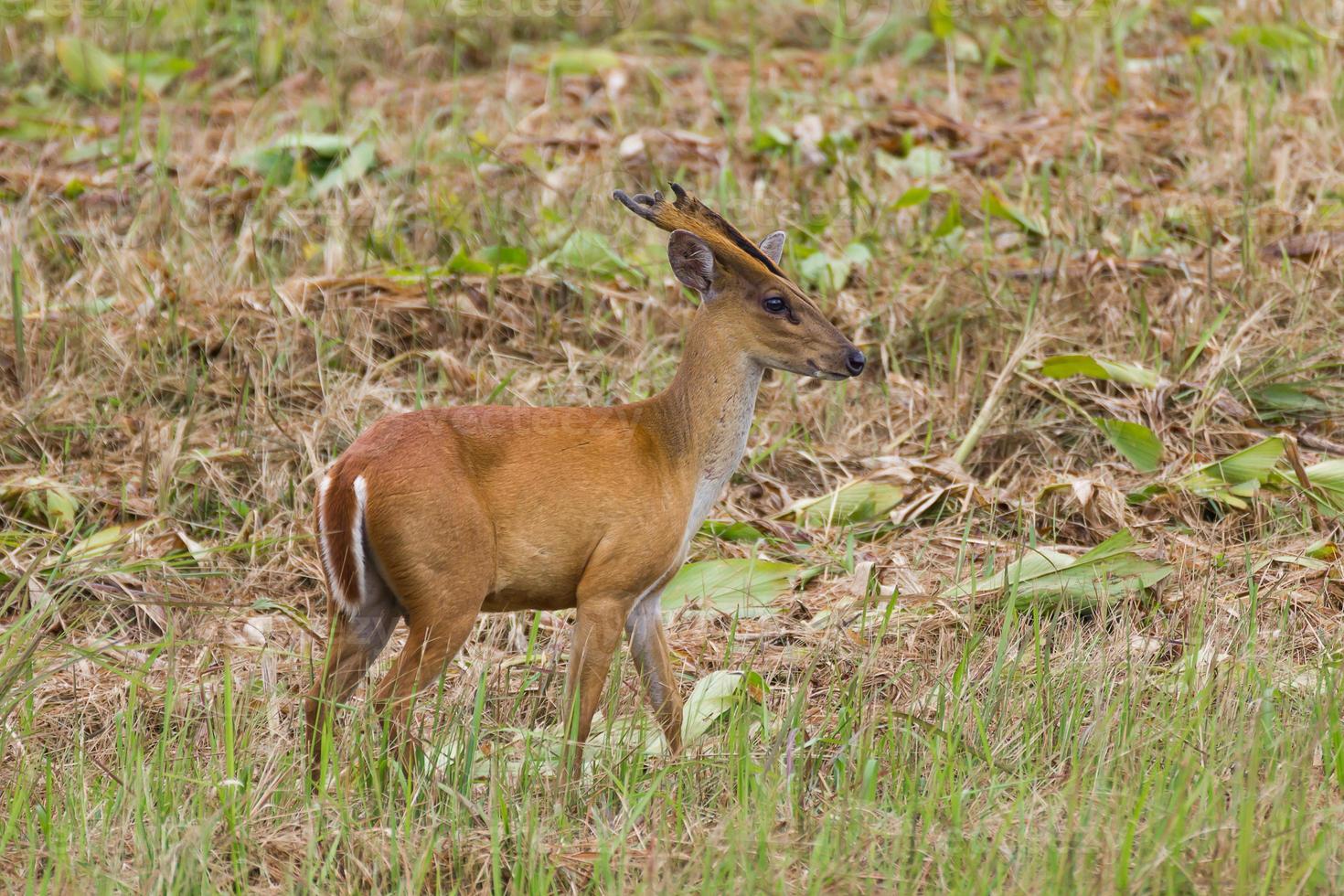 Barking deer in nature photo