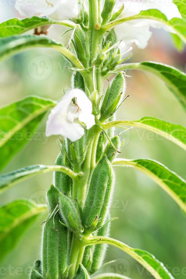 sésamo una planta herbácea anual alta foto