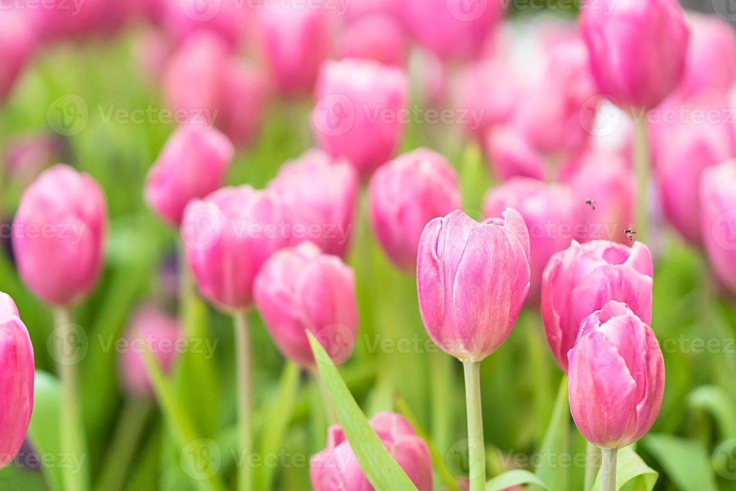 tulipanes rosas en el jardín foto