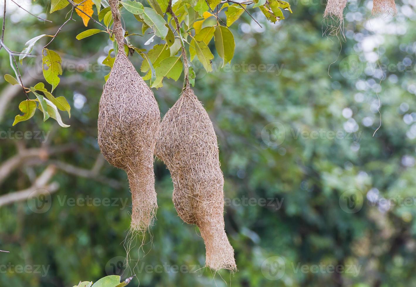 Baya weaver bird nest photo