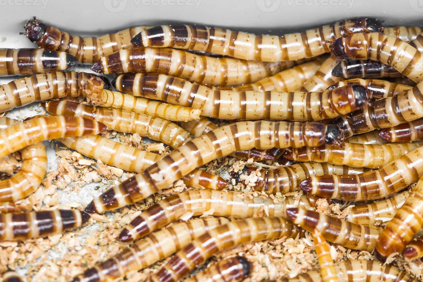 close up Meal worms 10969126 Stock Photo at Vecteezy