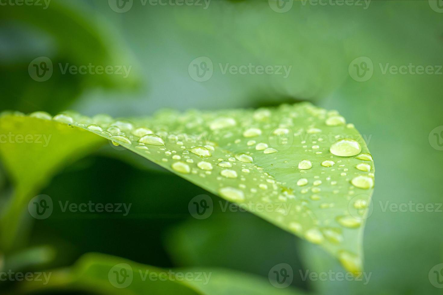 hoja verde con gota de agua foto