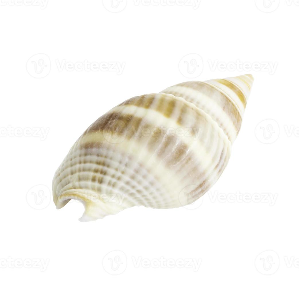 Conch shall isolated on white photo