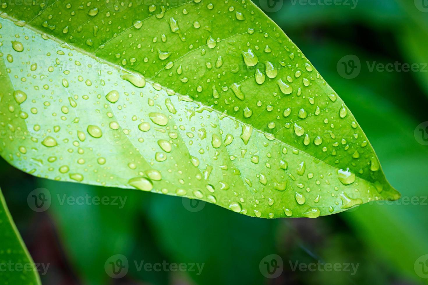 Green leaf with water drop photo