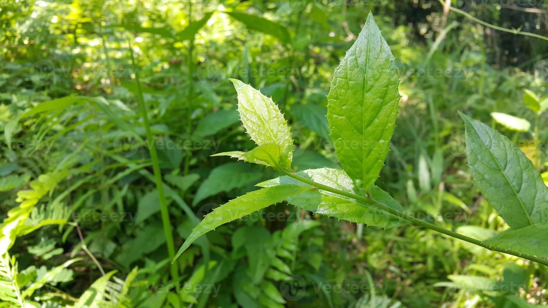 Textured leaf background. Photo of simple leaf texture in the forest.