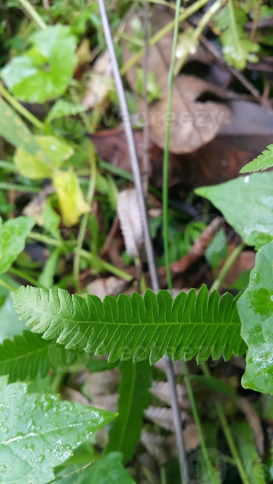 Textured leaf background. Photo of simple leaf texture in the forest.
