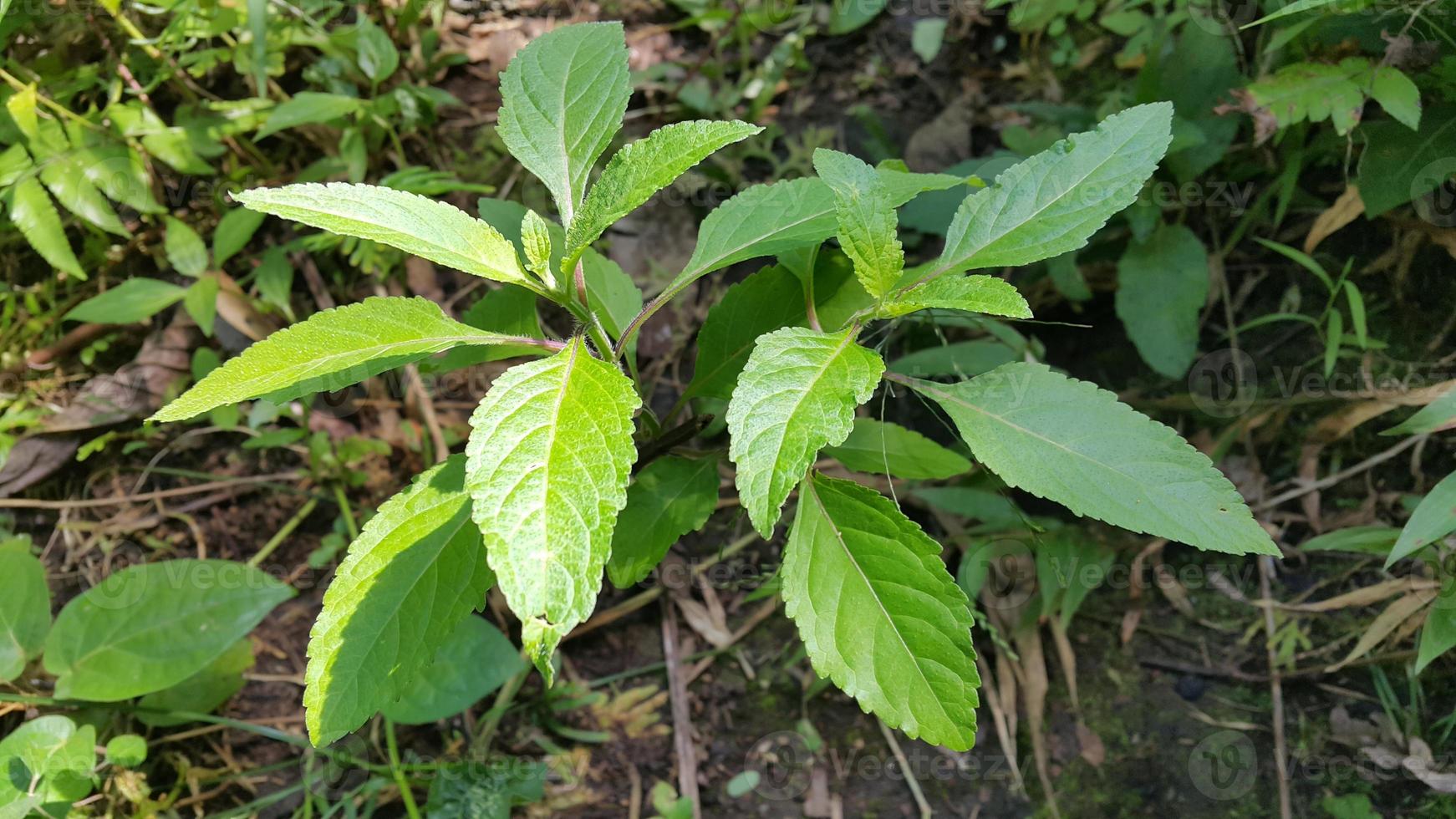 Textured leaf background. Photo of simple leaf texture in the forest.
