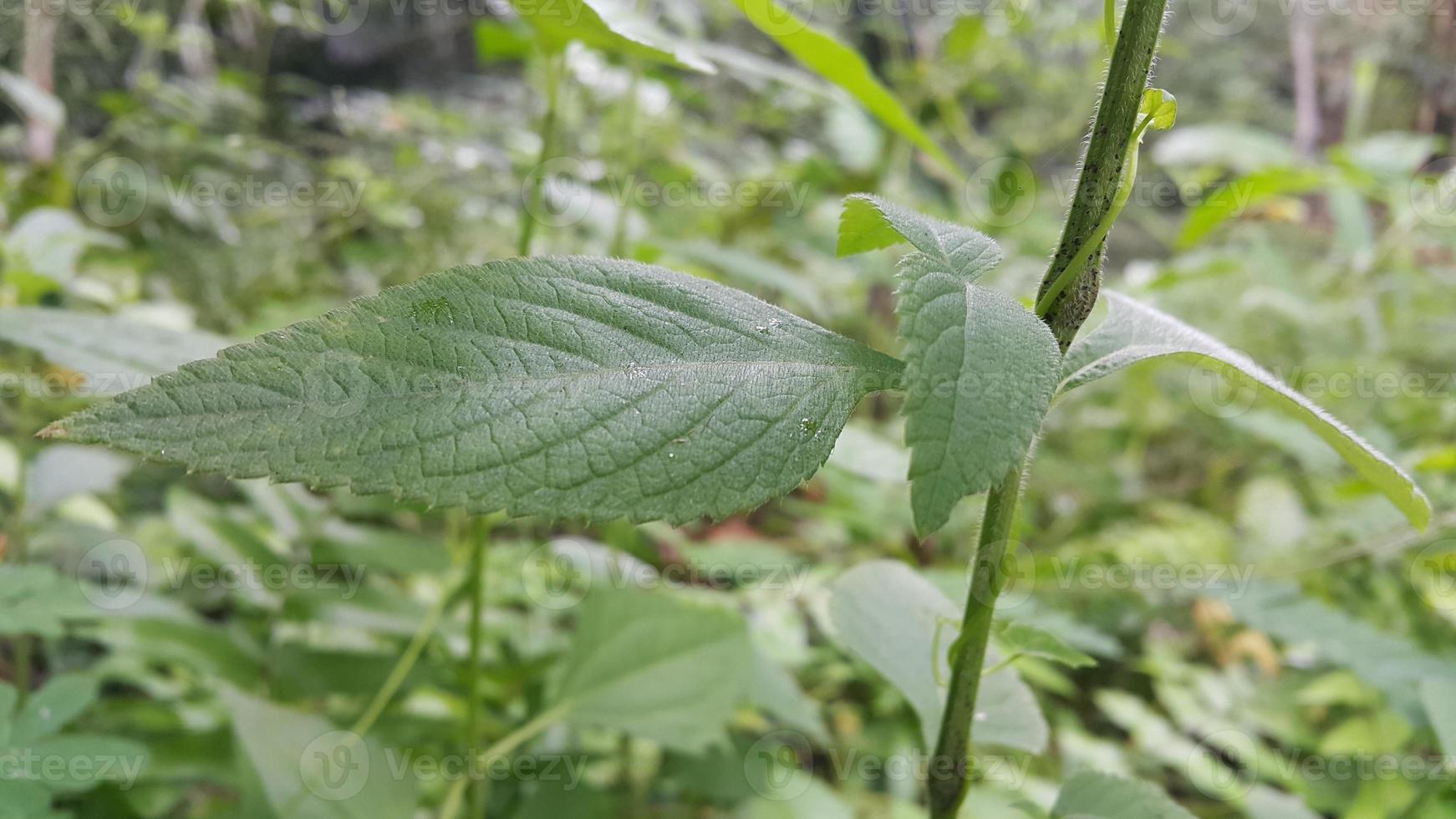 Textured leaf background. Photo of simple leaf texture in the forest.