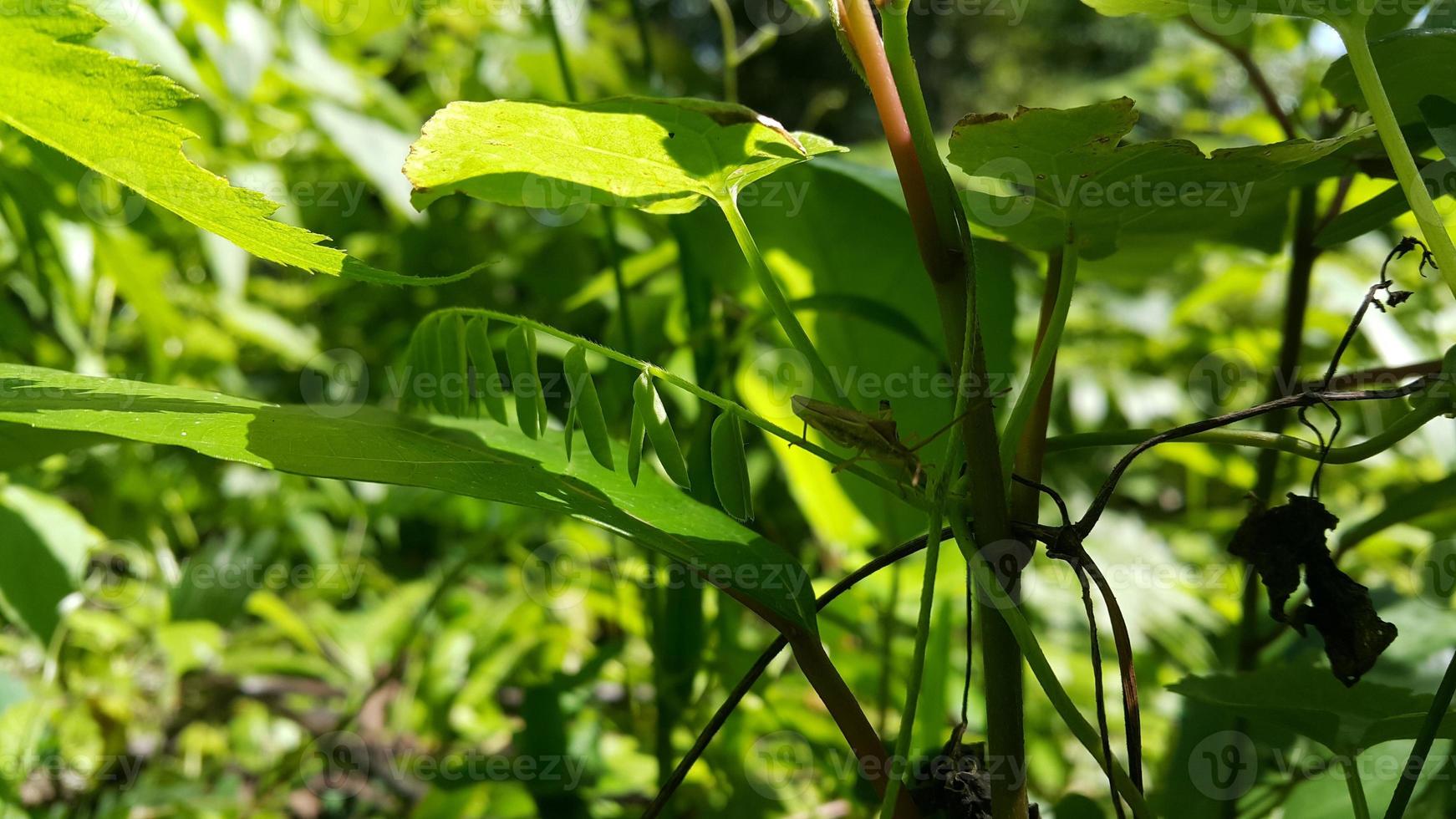 Textured leaf background. Photo of simple leaf texture in the forest.