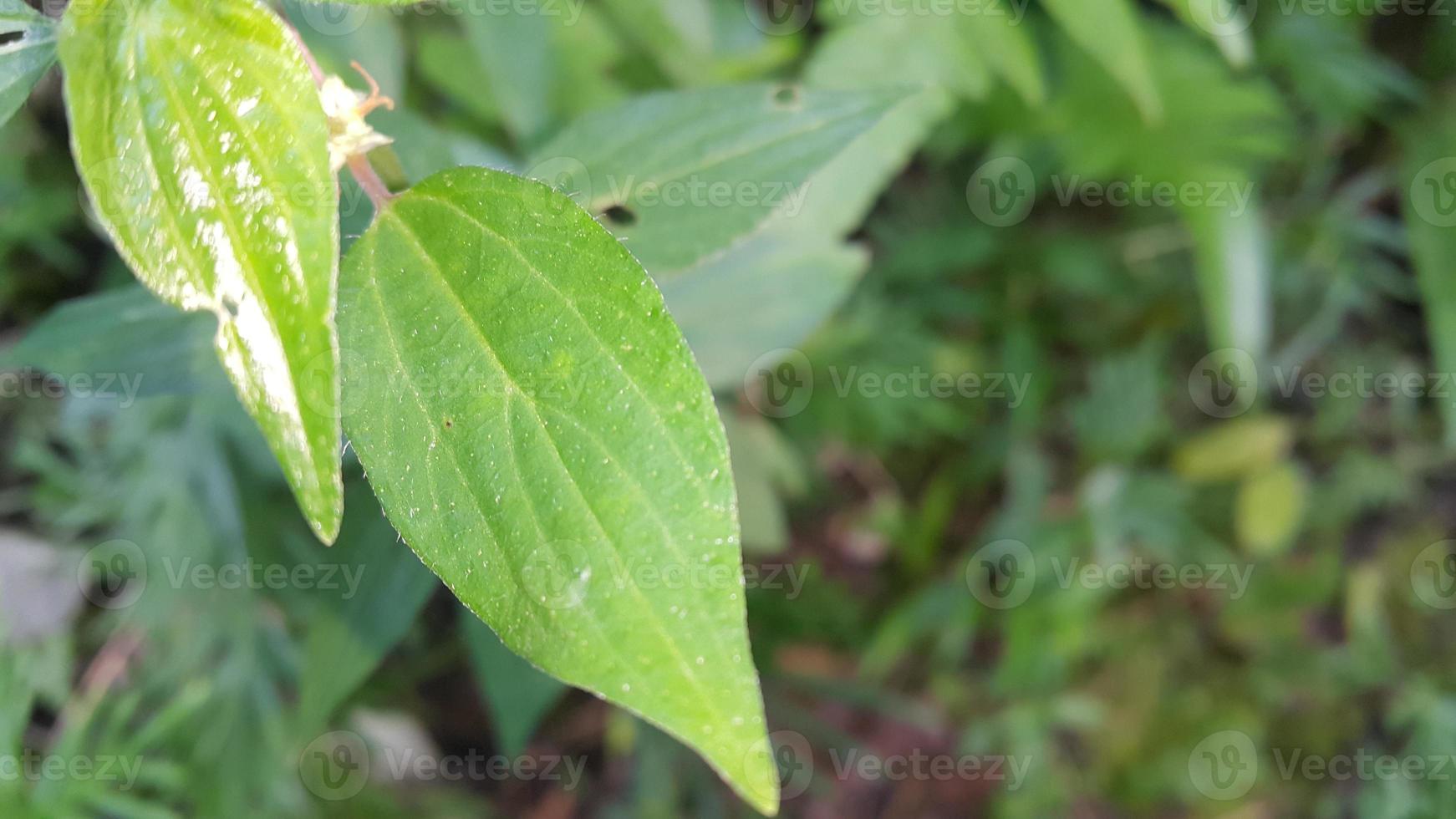 Textured leaf background. Photo of simple leaf texture in the forest.