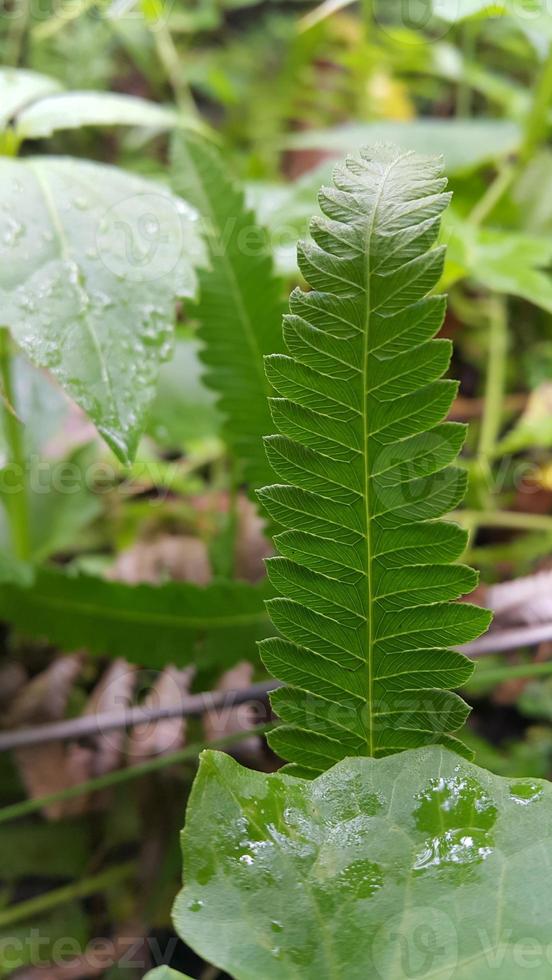 Textured leaf background. Photo of simple leaf texture in the forest.