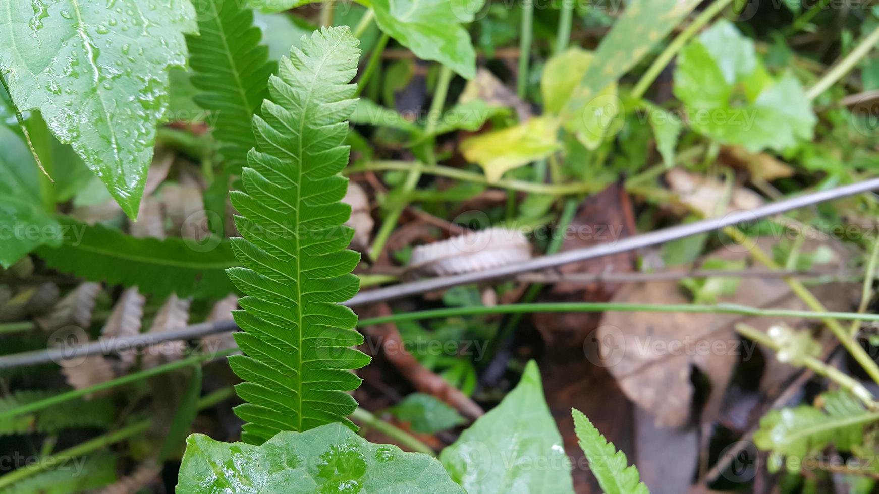 Textured leaf background. Photo of simple leaf texture in the forest.