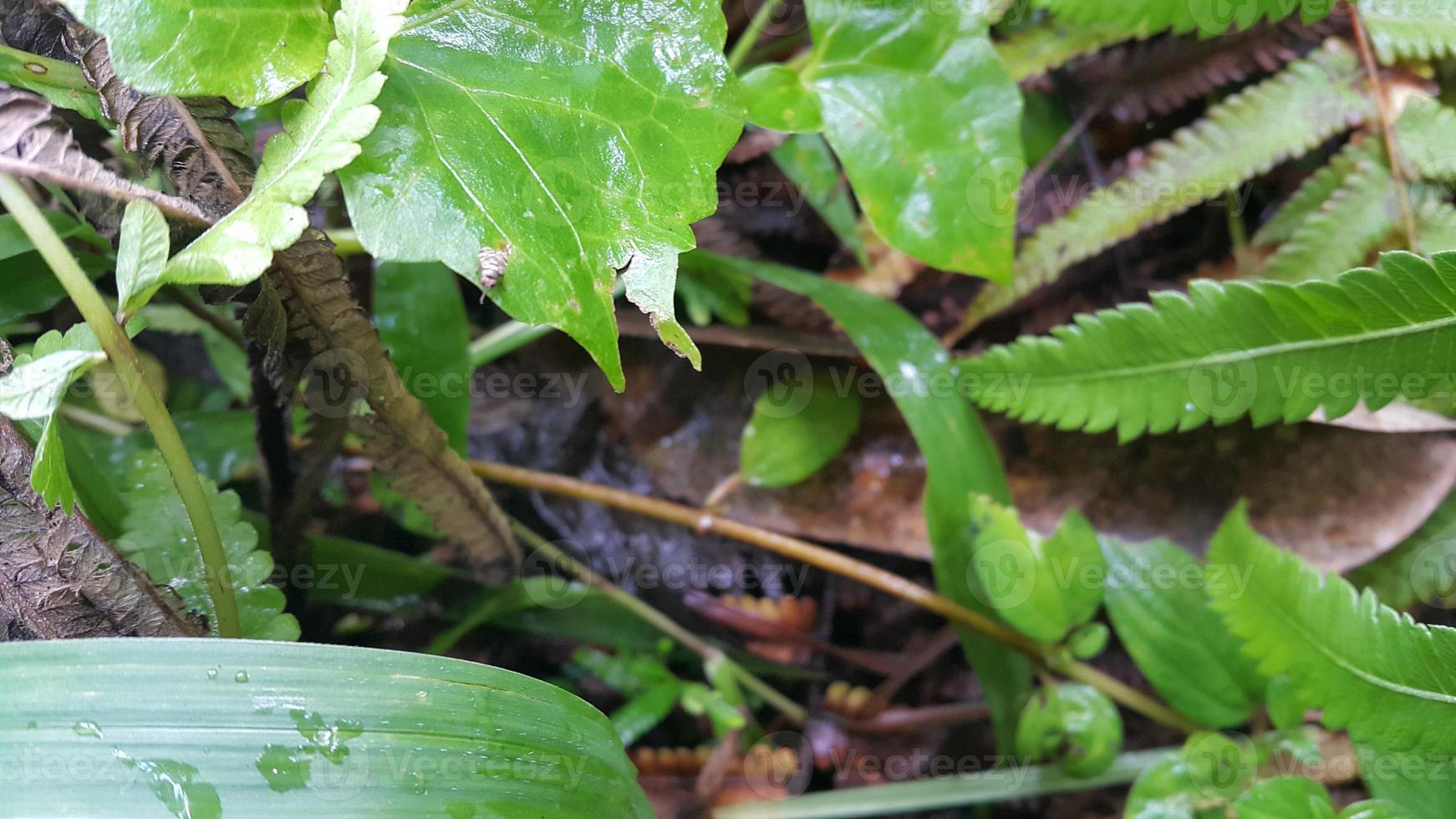 Textured leaf background. Photo of simple leaf texture in the forest.