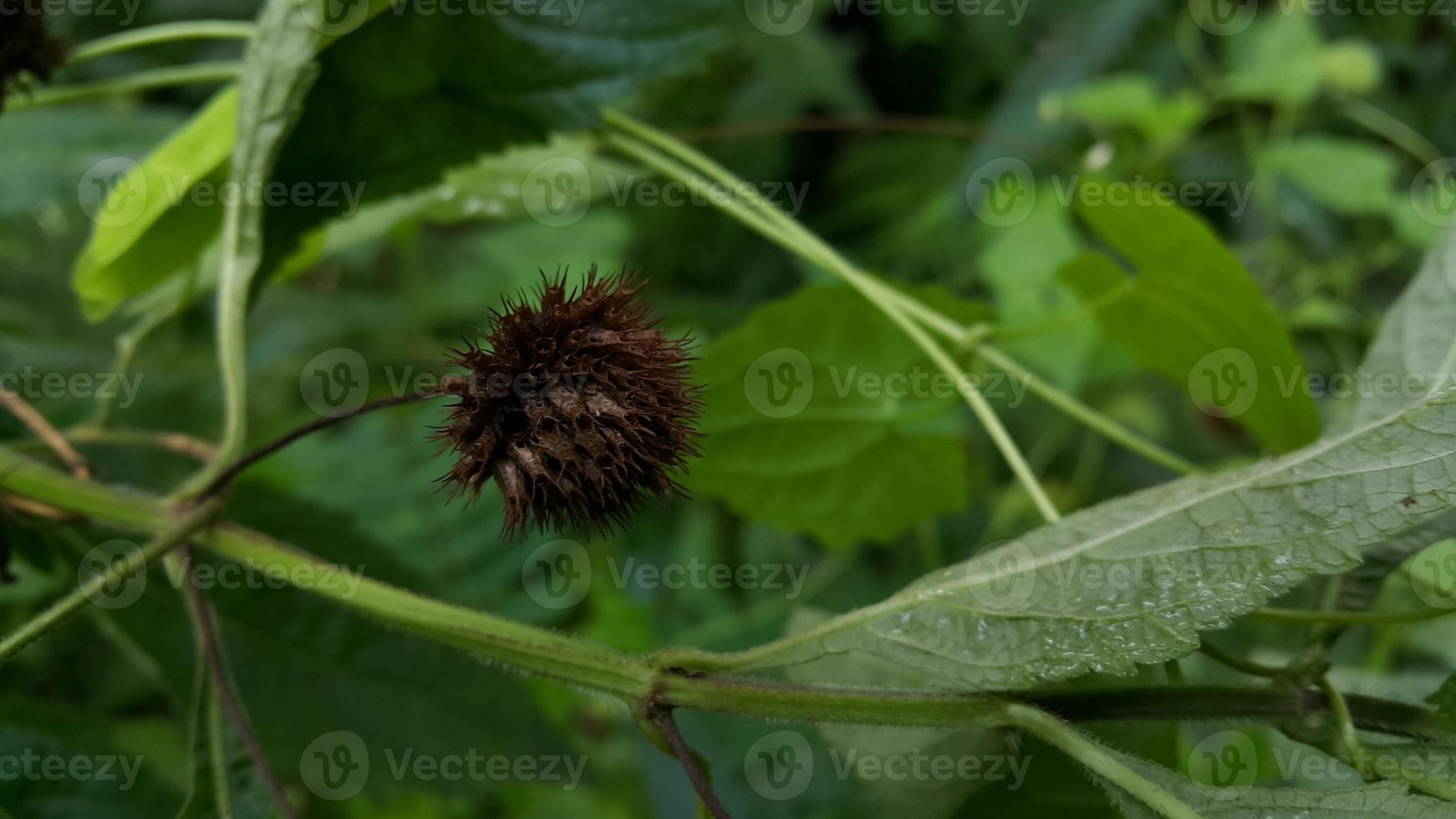 Textured leaf background. Photo of simple leaf texture in the forest.
