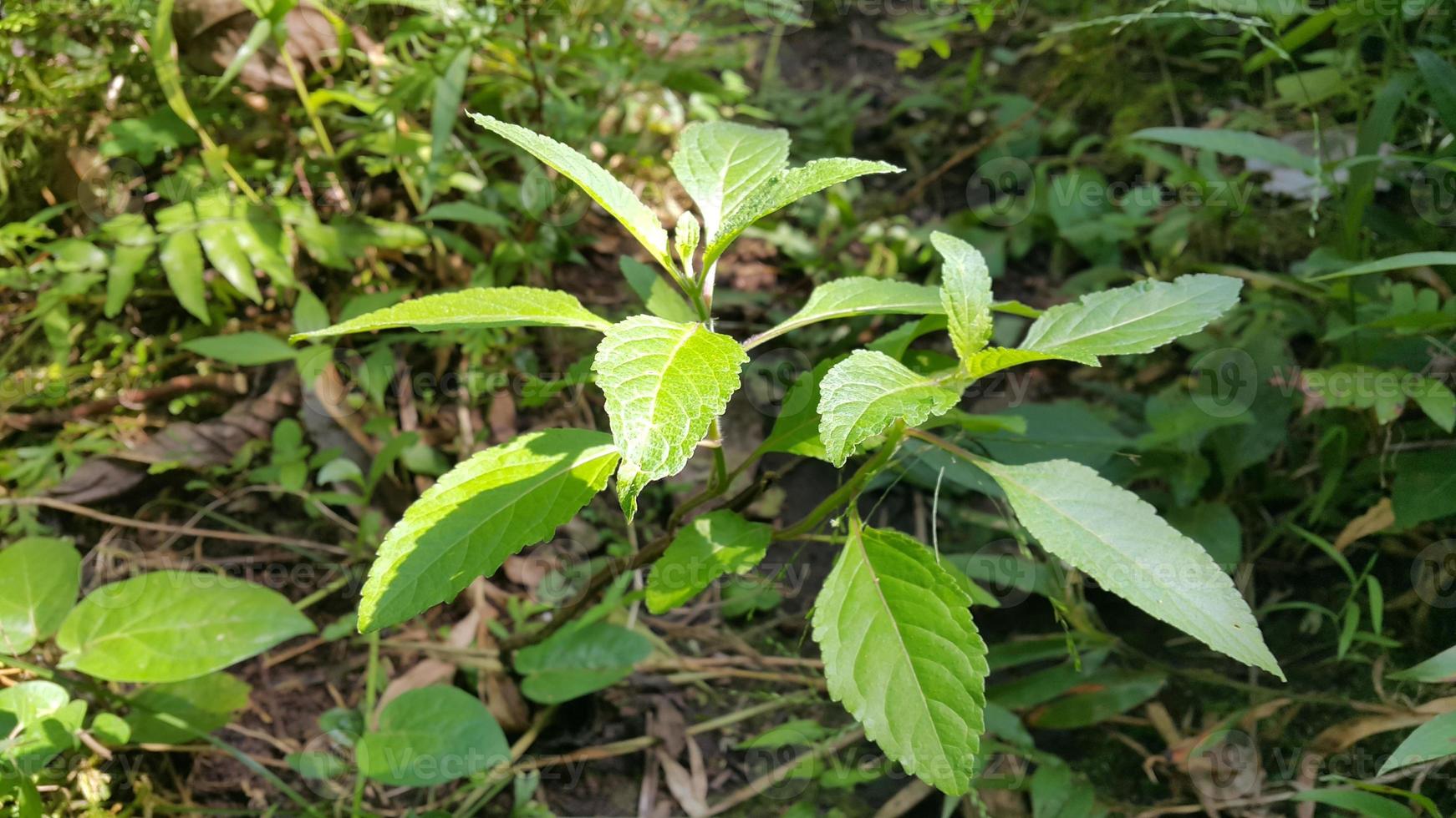 Textured leaf background. Photo of simple leaf texture in the forest.