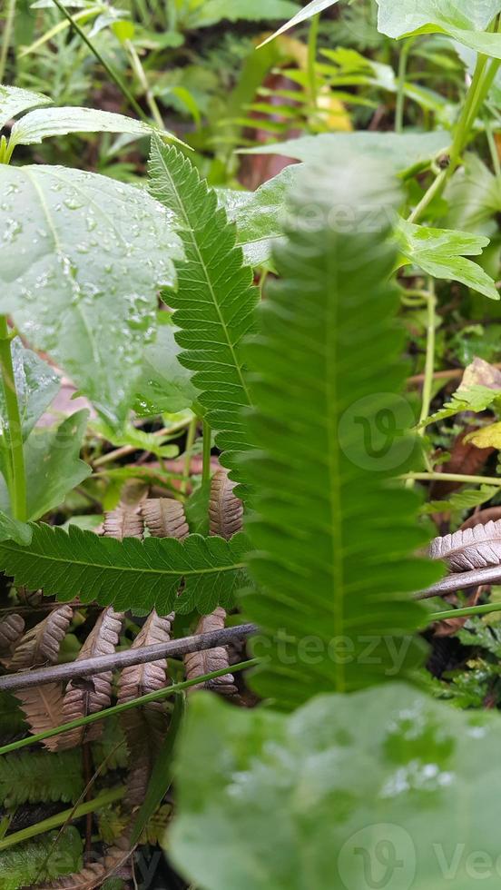 Textured leaf background. Photo of simple leaf texture in the forest.