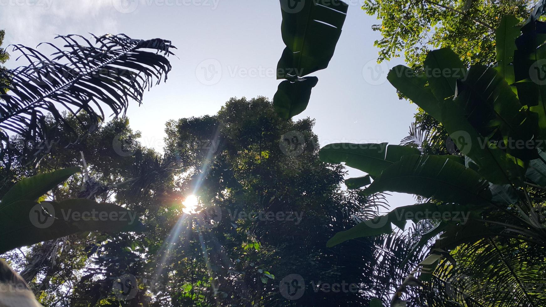 View of trees in the forest photo