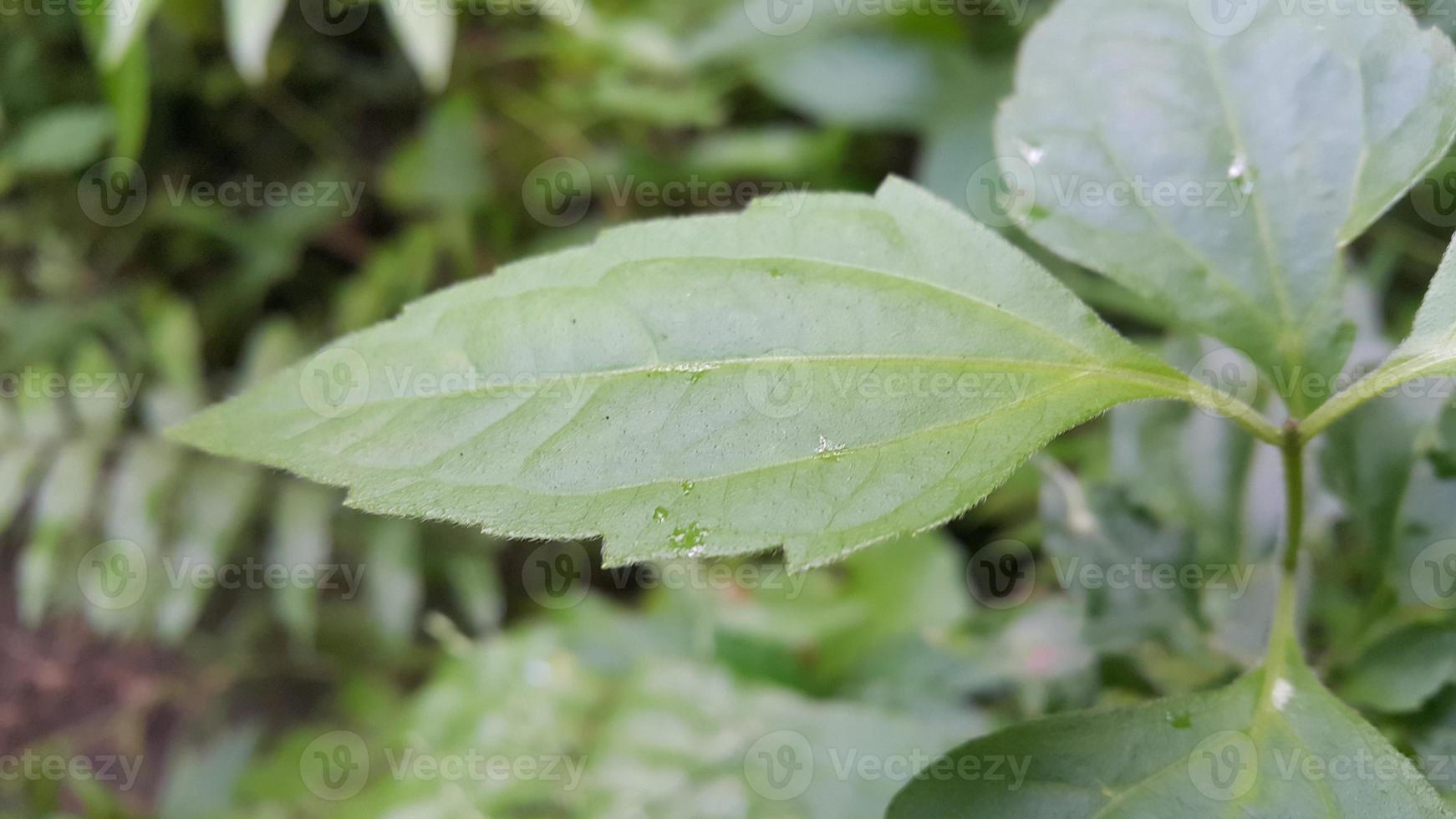 Textured leaf background. Photo of simple leaf texture in the forest.