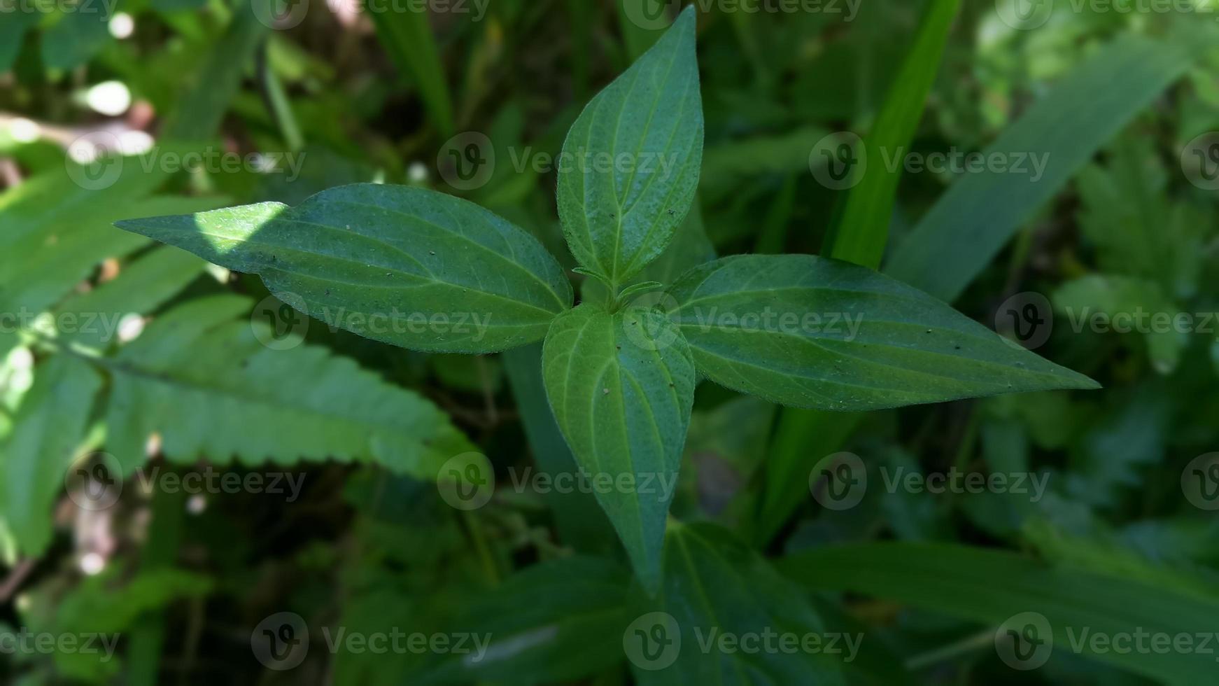 Textured leaf background. Photo of simple leaf texture in the forest.
